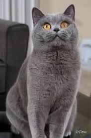 Www Silverbrookcattery Com British Shorthair Kittens Kittens For Sale Cats For Sale Cat British Shorthair British Shorthair Kittens British Shorthair Cats