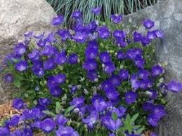 Campanula Pearl Deep Blue Drought Resistant Plants Drought Resistant Landscaping Flowers Perennials