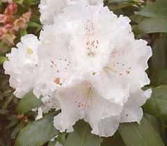 Plant Descriptions Rhododendron Plant Rhododendron Beautiful Flowers