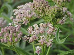 Milkweed Narrowleaf California Native Plants Plants Native Plants