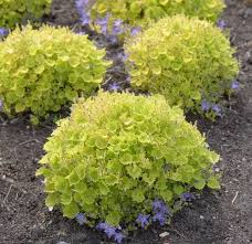 Noted For Its Unique Foliage Campanula Garganica Dickson S Gold Adriatic Bellflower Is A Low Growing Clump Forming Pere Plants Campanula Evergreen Plants