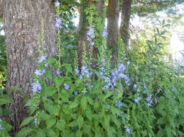 American Bellflower Or Tall Bellflower Campanulastrum Americanum Michigan Landscaping Bellflower Pergola