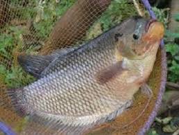 Langkah Dalam Metode Ternak Ikan Gurame Di Kolam Terpal Ikan Ikan Air Tawar Peternakan