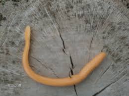 Freshwater Orange Worm Texas Rigged Fresh Water Worms Garden Tools