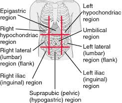 Epigastric Region Medical Dictionary Medical Terms Medical Mnemonics