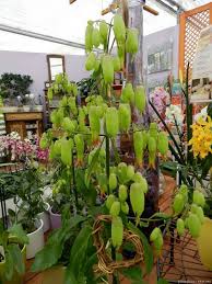 Kalanchoe Magic Bells Garden Succulents And Cacti Plants Garden Succulents