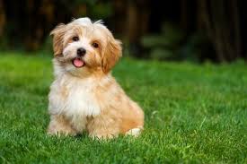 10 Popular Small Long Haired Dog Breeds Tail And Fur Dog Breeds That Dont Shed Loyal Dog Breeds Best Small Dogs