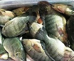 Cara Budidaya Ikan Mujair Di Kolam Terpal Cara Budidaya Ikan Mujair Di Kolam Tembok Cara Budidaya Ikan Mujair Merah Cara Budidaya Ikan Mujair Ni Ikan Kolam Ikan