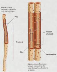 Difference Between Vessel Elements And Tracheids Difference Between Difference Between