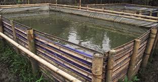 Harga Terpal Untuk Kolam Ikan Lele Kolam Terpal Lele