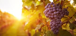 Putting New Wine Into Old Wineskins Unity