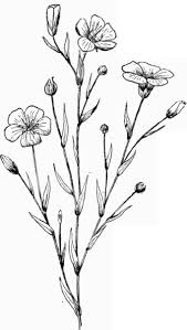 Drawing Plants And Flowers Pesquisa Google Flower Sketches Plant Drawing Flower Drawing