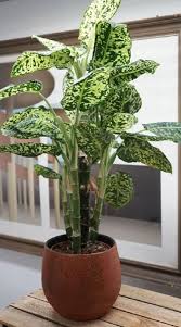 17 Best Indoor Dieffenbachia Varieties In 2020 Plants Variegated Plants Indoor Plants
