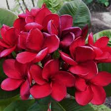 Dwarf Frangipani Scarlet Beauty Plants Garden Gardenideas Home Homestyle Frangipani Plants Frangipani Flowers For Sale