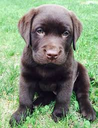 Bruno English Chocolate Lab 9 Weeks Old Chocolate Lab Puppies Labrador Retriever Labrador Retriever Puppies