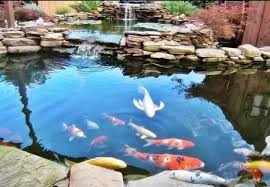 Jasa Pembuatan Kolam Koi Gresik Minimalis Kolam Desain
