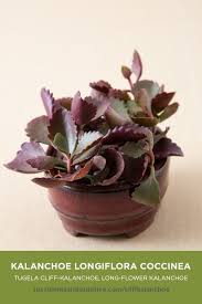 The Leaves Of This Kalanchoe Are Scalloped Growing Up And Out Succulents Cacti And Succulents Succulent Gardening