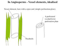 Ppt Vascular Tissue Xylem And Phloem Powerpoint Presentation Free Download Id 386868