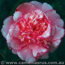 Can Can Japoni Camellia Flowers Plants