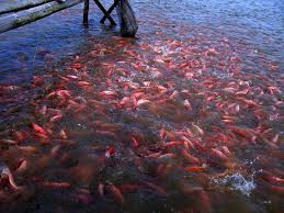 Cara Termudah Budidaya Ikan Nila Merah Di Kolam Terpal Ikan Kolam Merah
