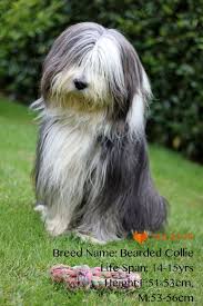 13 Famous Long Haired Dog Breeds Around The World Bearded Collie Long Haired Dog Breeds Dog Breeds