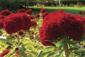 Cockscomb Planting Information Celosia Plant Plants Flowers