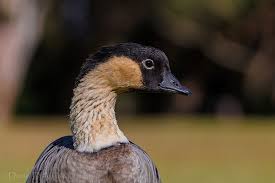 Portrait Of A Nene 9207 Wildlife Photography Animals Wild Wildlife
