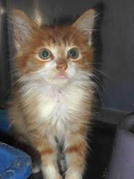 Meet Cat 24 June 25 A Petfinder Adoptable Domestic Medium Hair Orange And White Cat Greenville Tx This Domes Orange And White Cat White Kittens Animals