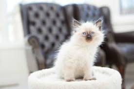 Hypoallergenic Cats Balinese Kittens Longhair Siamese Kittens Cats Kittens For Sale City Of Toronto Kiji Balinese Cat Cats And Kittens Siamese Kittens