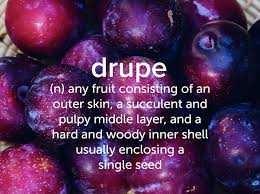 Fruity Devonstrang Wordoftheday Wotd Word Words Dictionary Language Definition Drupe Fruit Plum Nectarine Cool Words Words Favorite Words