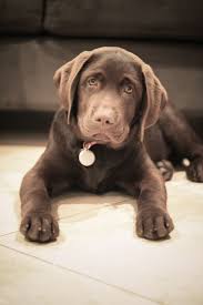 20 Labrador Retriever Puppies Chocolate In 2020 Puppies Labrador Retriever Puppies Dogs