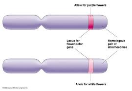 Chapter 11 Genetics 12 Chromosomes Flashcards Quizlet