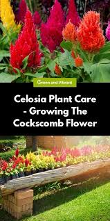 Celosia Has Many Colorful Varieties And Is Easy To Grow In A Wide Range Of Hardiness Zones The Biggest Concern Is To Keep The Celosia Plant Plants Plant Care