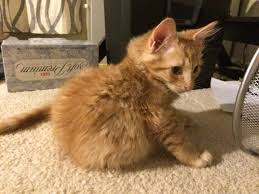This Beautiful Long Haired Orange Tabby Kitten Is Up For Adoption At The Austin Animal Center Id A73129 Tabby Kitten Orange Orange Kittens Tabby Kitten