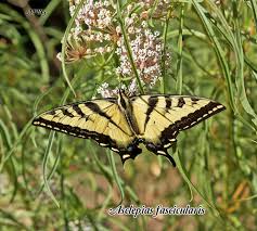Find Milkweed Plants And Milkweed Seeds For Monarchs 25 Milkweed Plant Milkweed Seeds Milkweed