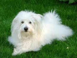 Small White Dog Breeds Long Hair Coton De Tulear Dogs Coton De Tulear Dog Breeds
