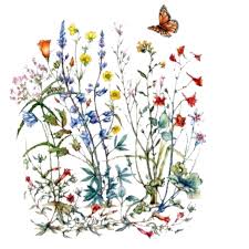 Image Result For Wildflowers Nz Graphics Wildflower Drawing Flower Art Flower Drawing