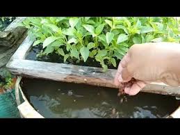 Akuaponik Tanpa Listrik Pelihara Lele Dan Tanaman Diatas Dak Youtube Tanaman Hidroponik Kolam Ikan
