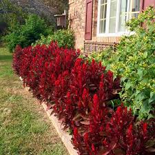 Dragon S Breath Celosia The Perfect Landscape Plant For That Wow Factor Dragons Breath Plant Flower Landscape Planting Flowers