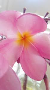 Minature Plumeria Frangipani Plant Pink Orange By Pattiespassion 11 99 Frangipani Plumeria Plants