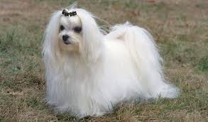 10 Popular Small Long Haired Dog Breeds Tail And Fur In 2020 Maltese Breed Long Haired Dog Breeds Dog Breeds