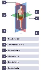 Learn About And Revise Movement Analysis With This Bbc Bitesize Gcse Pe Edexcel Study Guide In 2020 Gcse Physics Revision Gcse Pe Gcse Physics