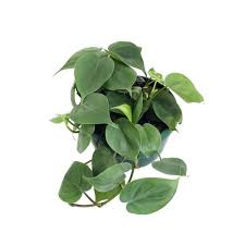 Heart Leaf Philodendron Hanging Basket Heart Leaf Philodendron Philodendron Hanging Plants Indoor