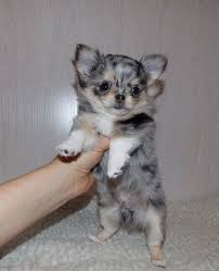 Blue Merle Longhair Chihuahua Las Vegas Chihuahua Puppies Cute Chihuahua Cute Dogs