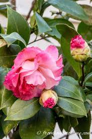 Camellia Care Guide How To Grow Gorgeous Camellias In Your Garden With Images Camellia Plant Camellia Tree Plants