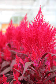 Celosia Argentea Cristata Group Bombay Purple Beautiful Flowers Garden Garden Flower Beds Dragon Garden