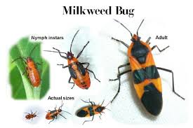 My Florida Tropical Garden Milkweed Bugs Milkweed Bugs Milkweed Plant