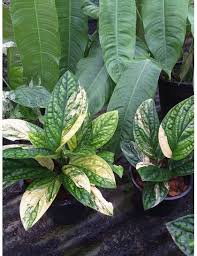 Monstera Karstenianum Variegata Plants Tropical House Plants Variegated Plants