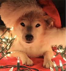 19 Christmas Shibas Who Are So Ready For The Holidays Dog Christmas Pictures Christmas Dog Christmas Puppy