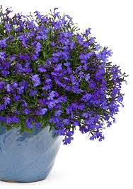 Bird Friendly Blue Flower Outside Plants Plants Blue Plants